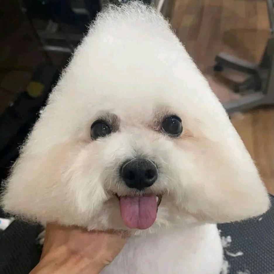 呼噜噜
