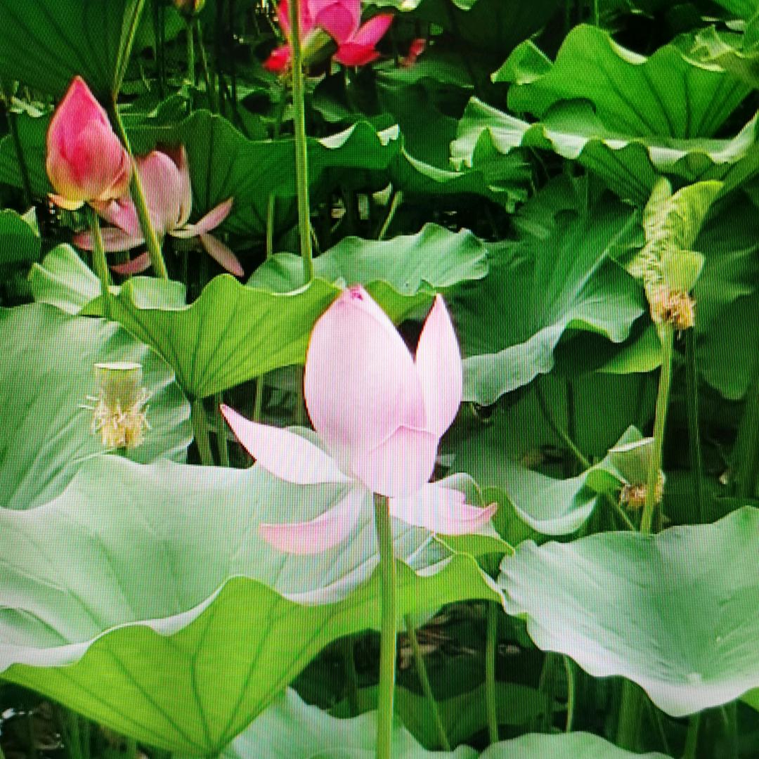 邑旗健康生态园