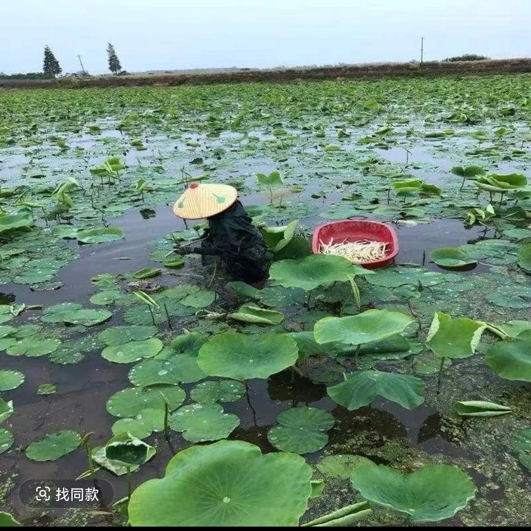 抖音助农