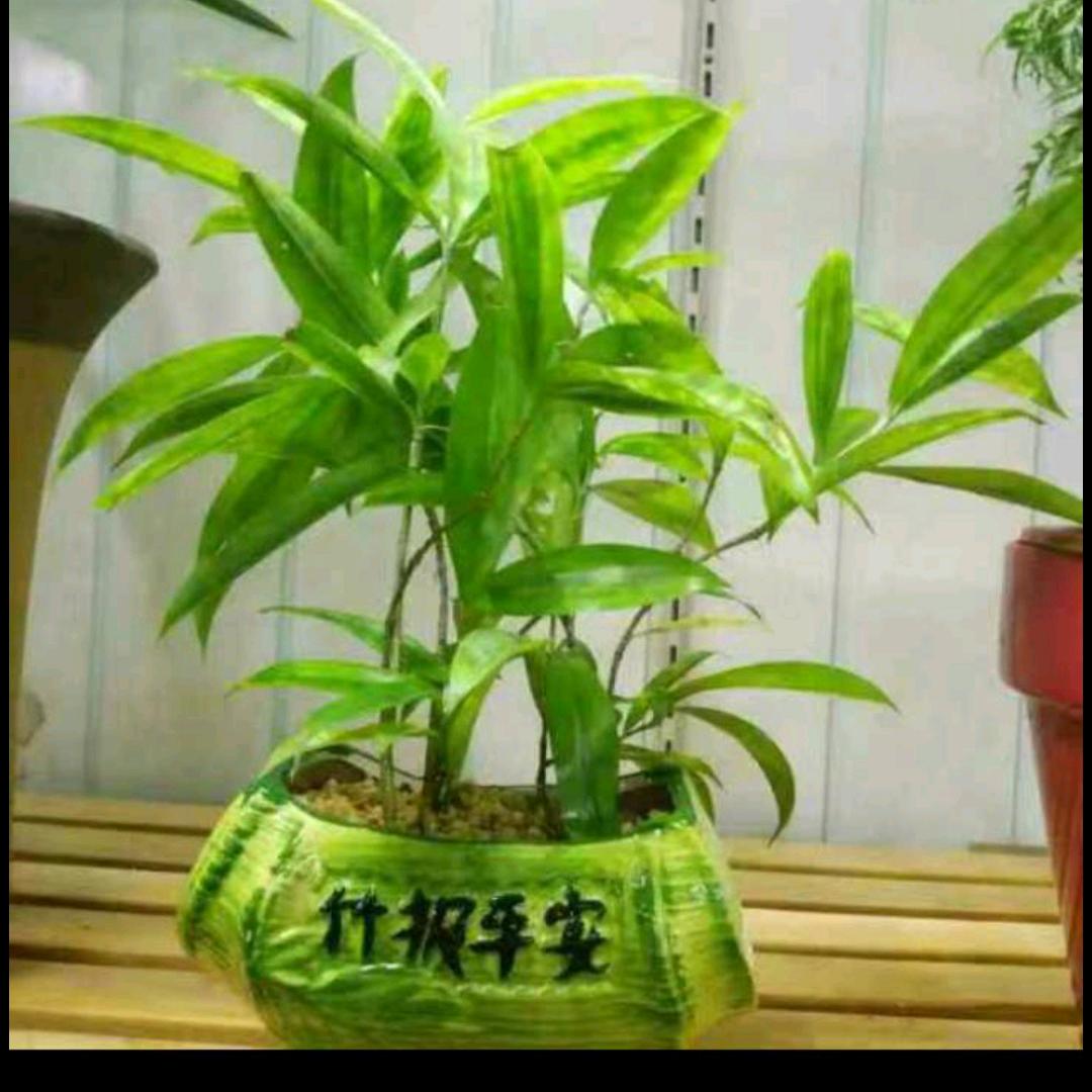 黄冰