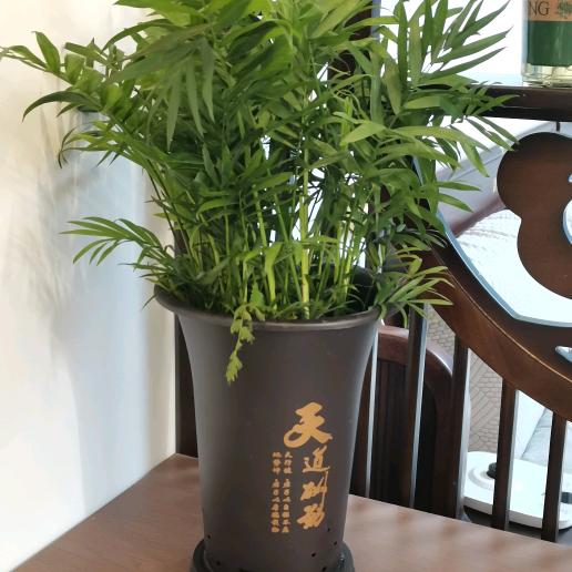 三分温柔，七分浪