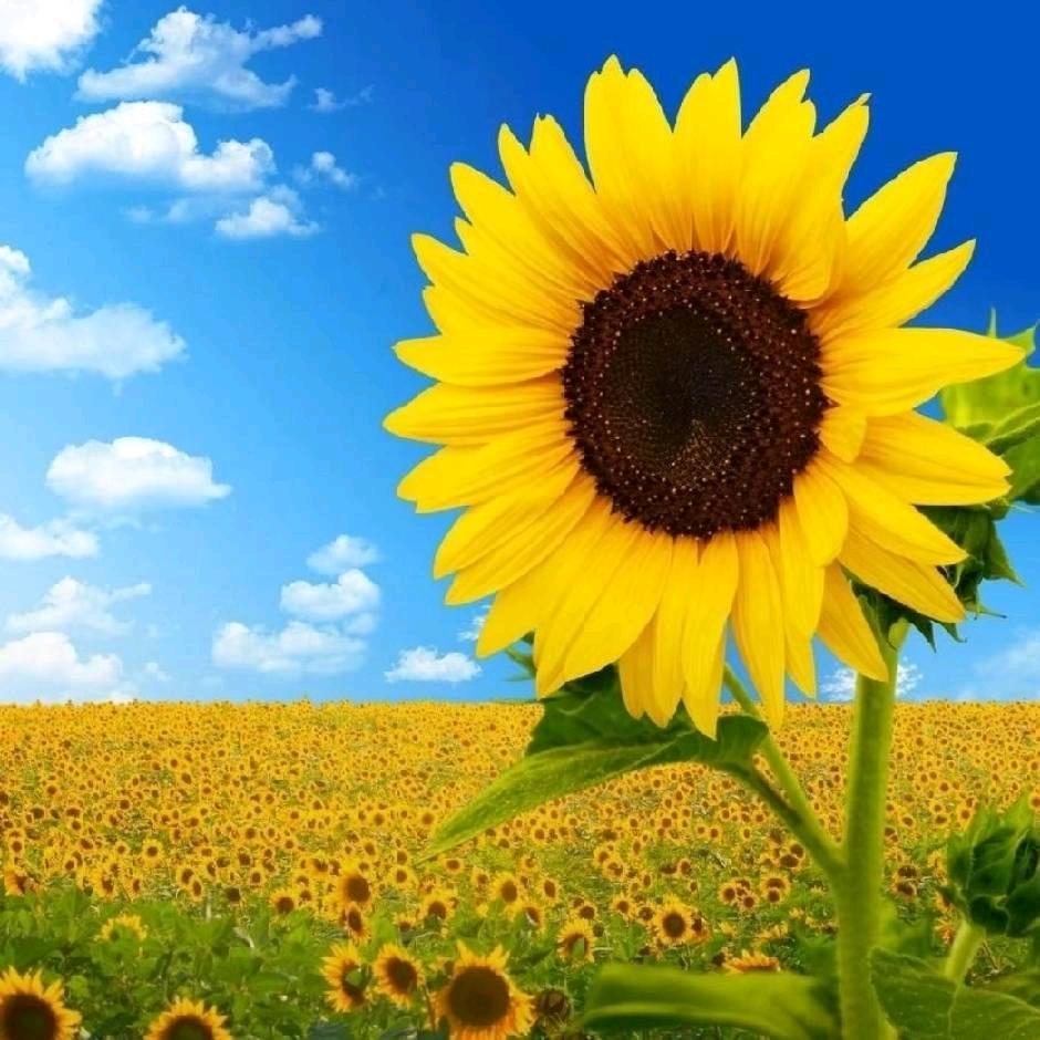 静待花开🌻