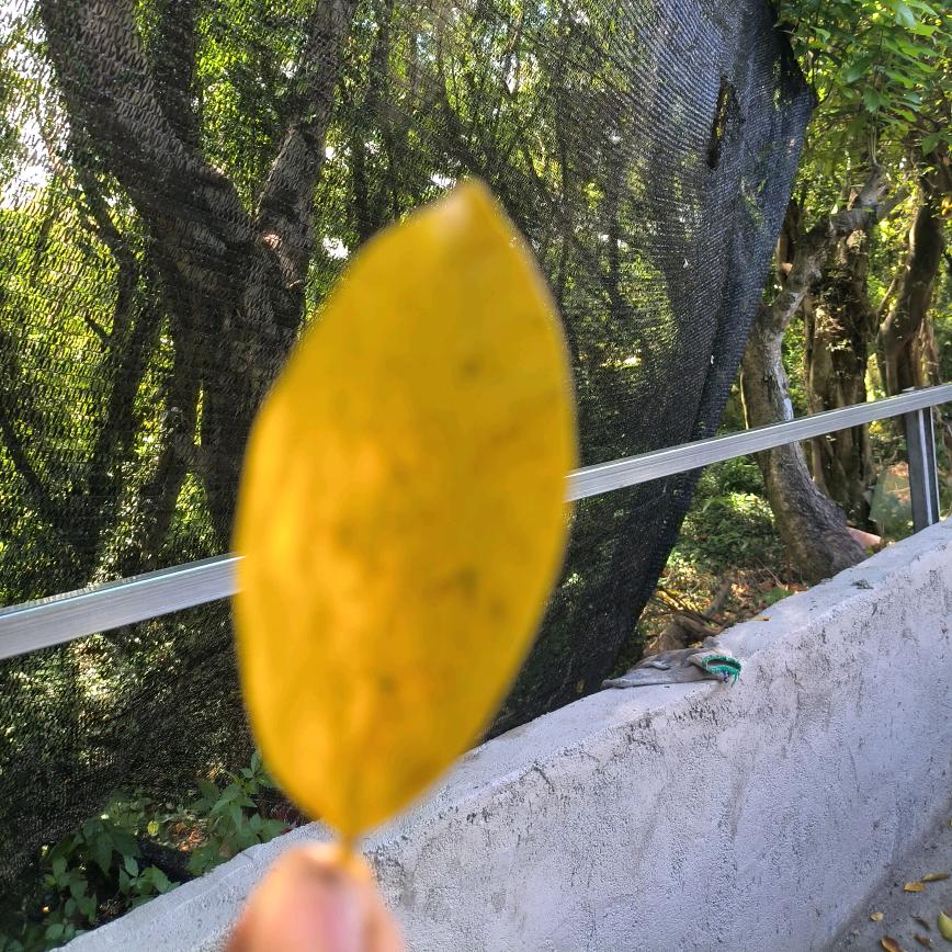 🥀⃟错把᭄敷衍当承诺。