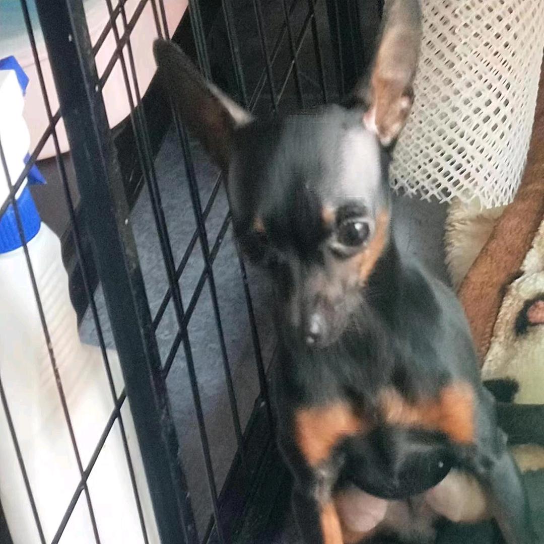 一鹿有你纯小体鹿犬