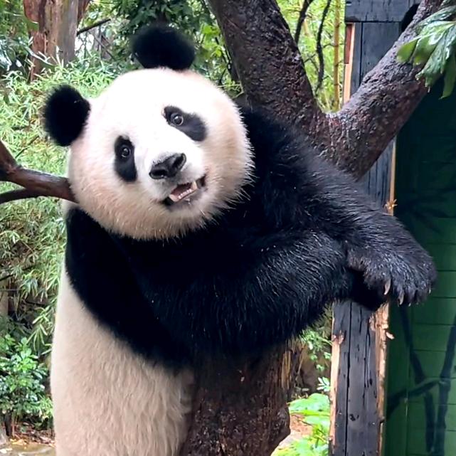 亲亲😘团子🍡