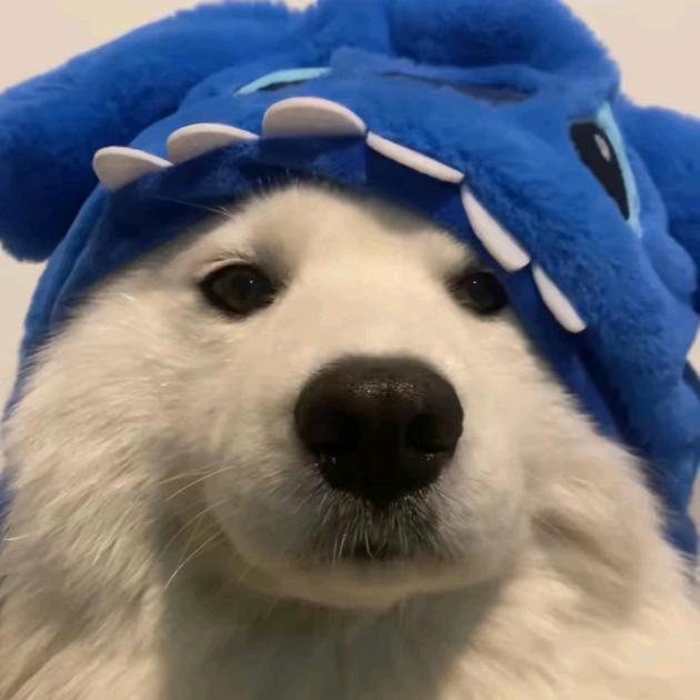 想吃巧克力的狗