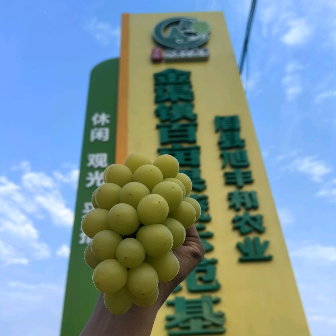 鸭哥-旭丰和农业葡萄