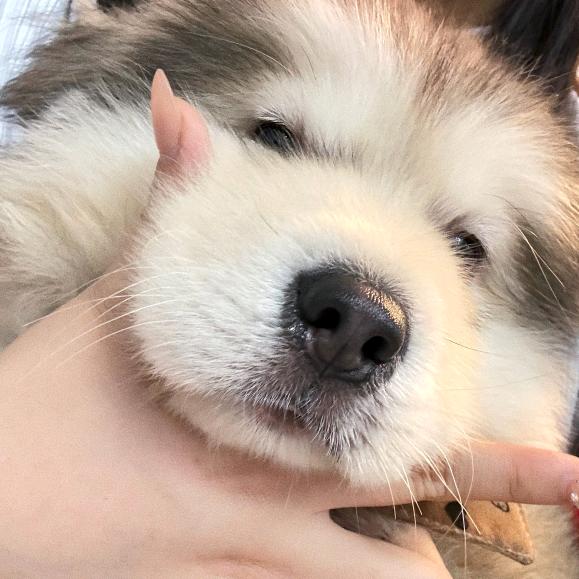 石头zzz
