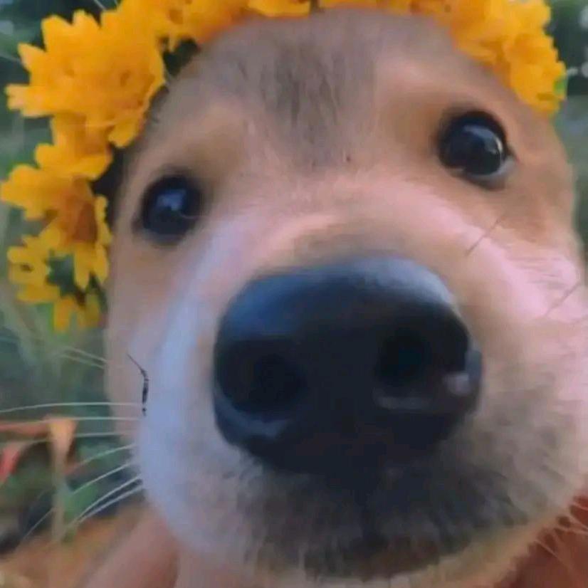 故事的小菊花