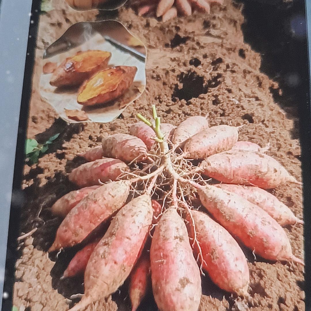 红薯小妹