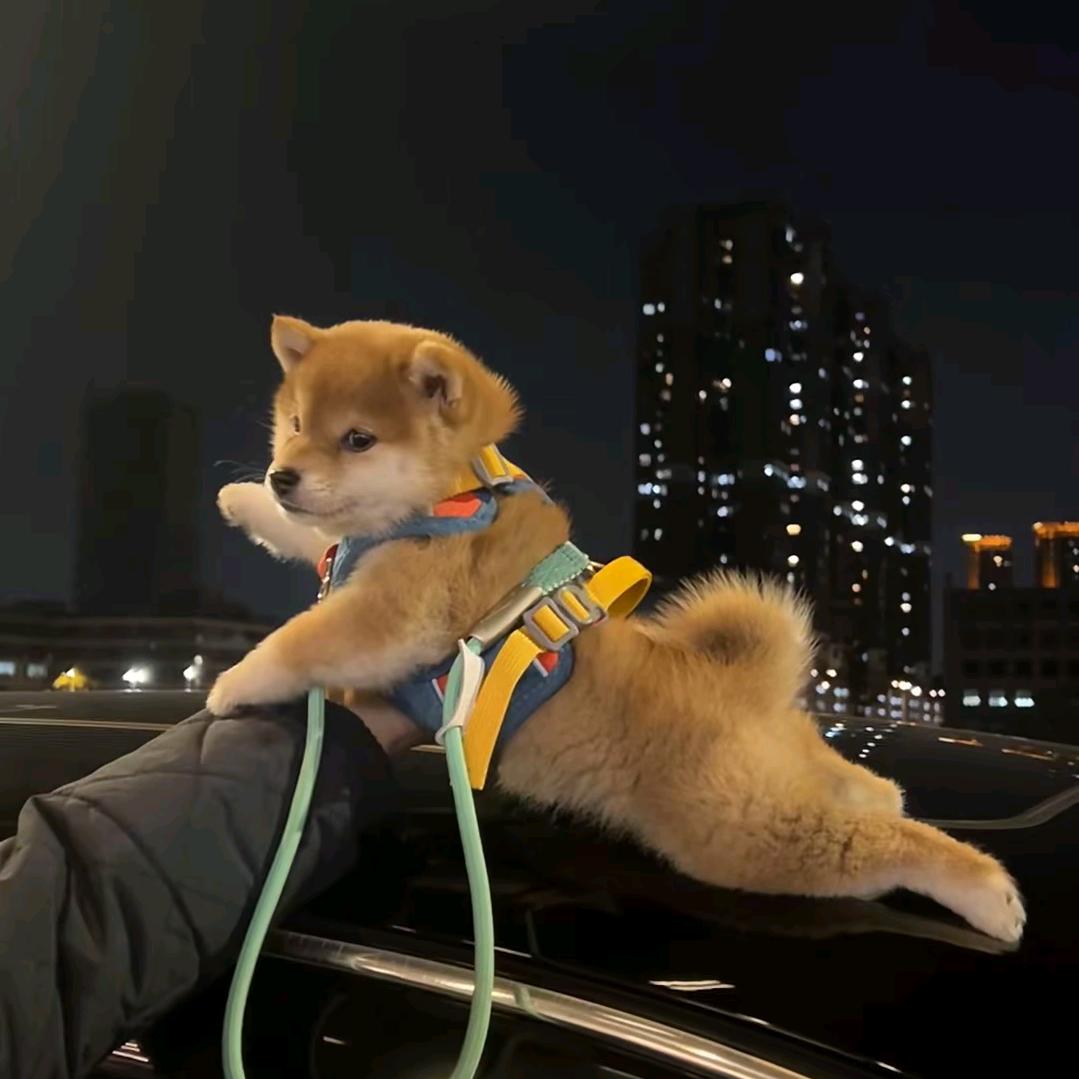 三角洲手游高手跑刀