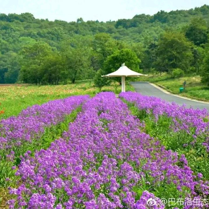 烟如紫陌(只听歌)