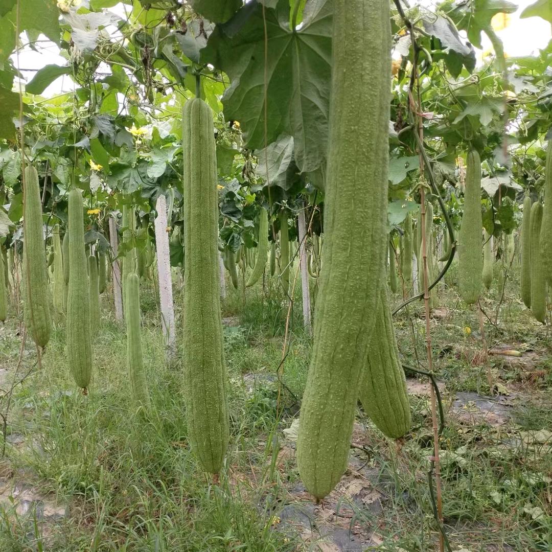 桂林华桂农业发展有限公司