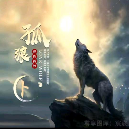 孤狼💘娅