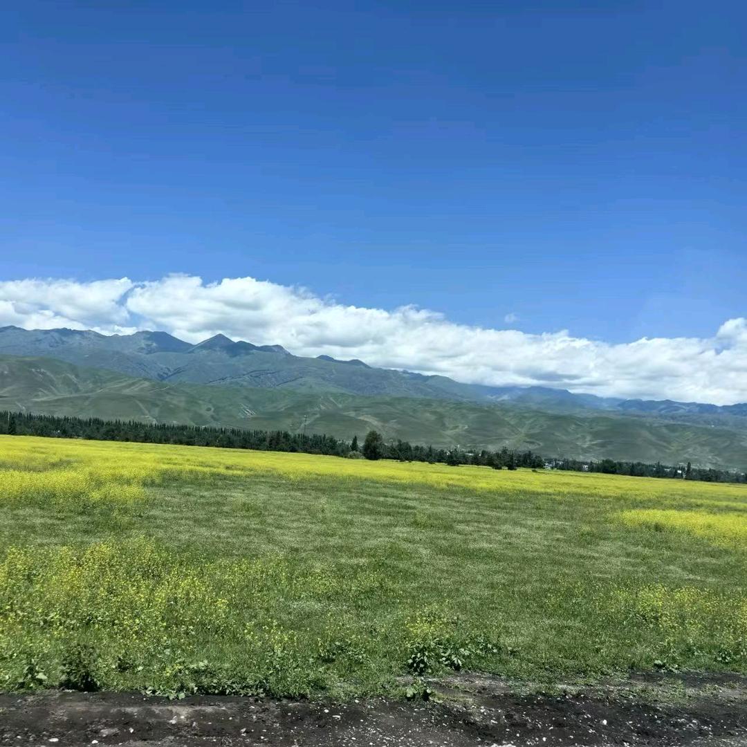 蕨根