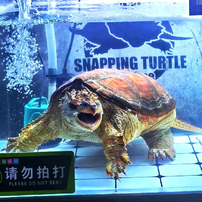 小团子的小乌龟