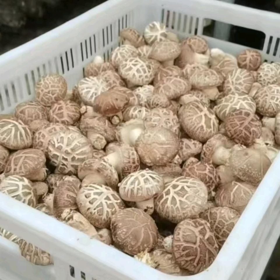 小杨的农村创业日常