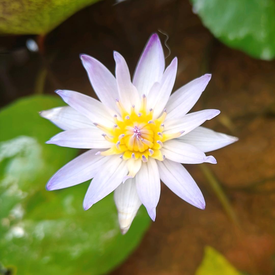 爆米花