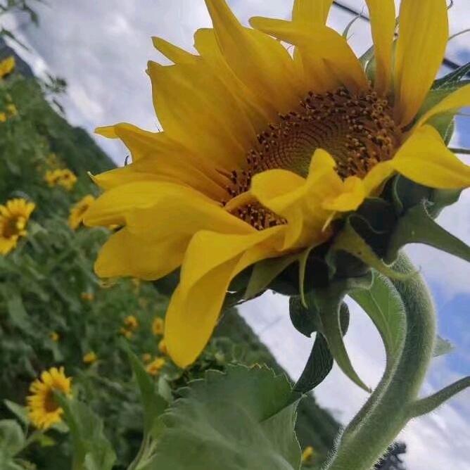 @小任:ᨶ႒ᩚ性ᵥₑ̶