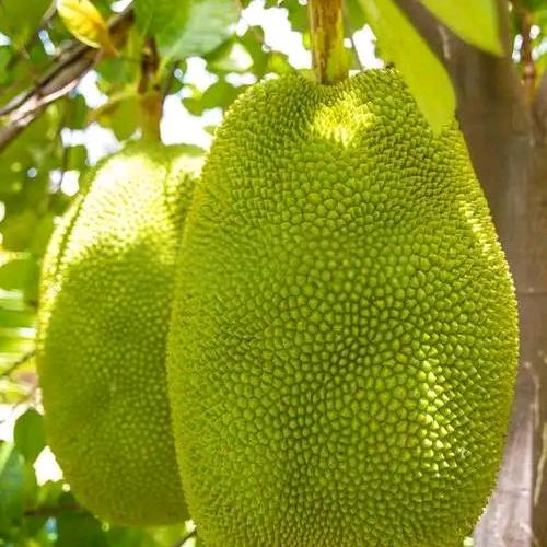 老果甜菠萝蜜
