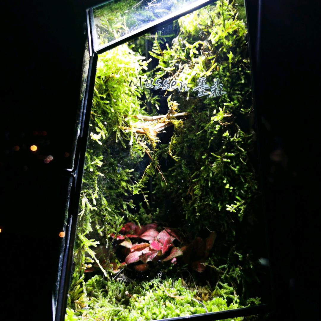 凤禾网络（小凤同学）