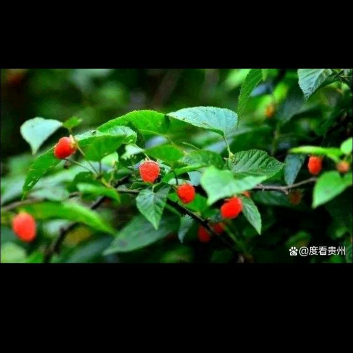太阳花@