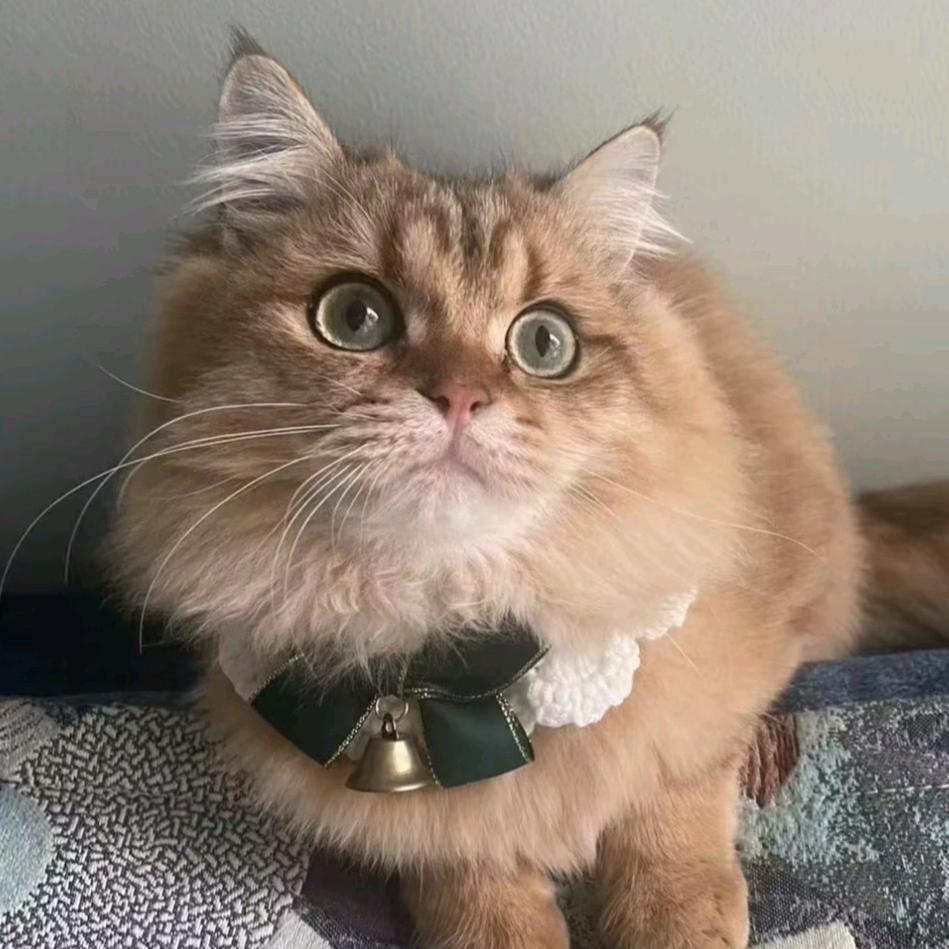 老猫和猪猪