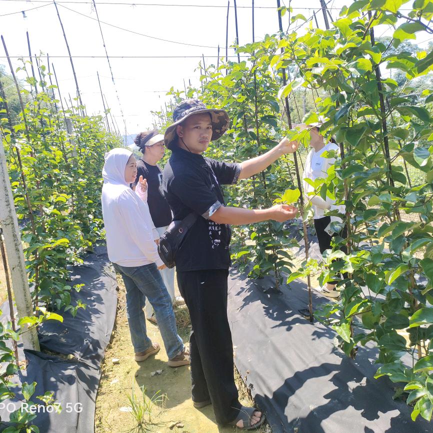 灵川百香果种植户☜裕哥