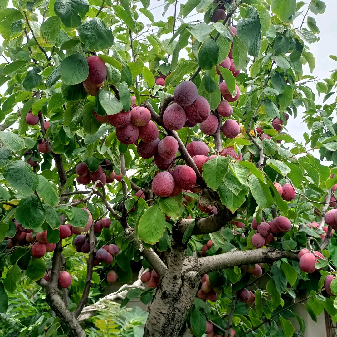 平邑俊庚苗木基地