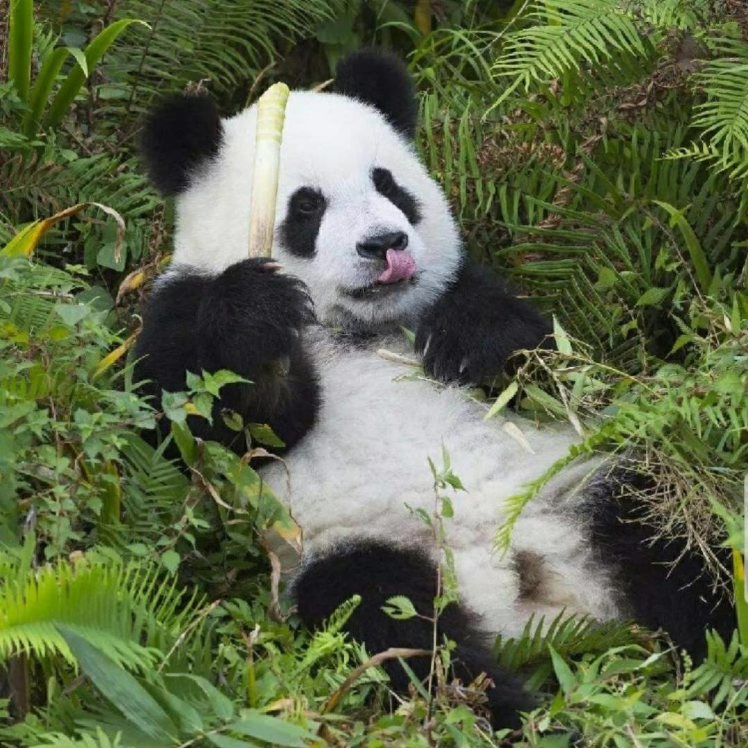 大熊猫丶o（50000f）