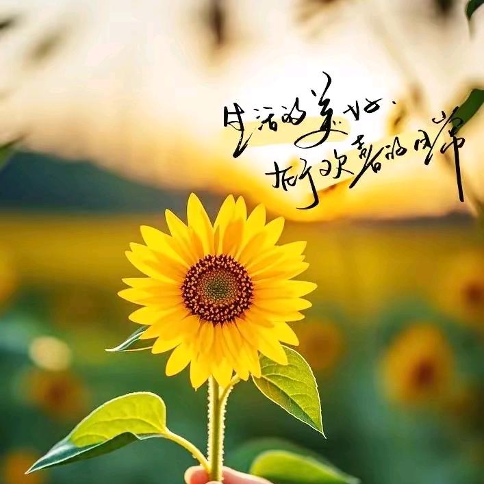 🍀晴天微笑🌼
