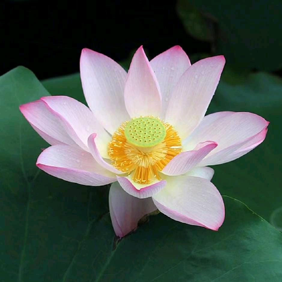 般若（拒私聊）