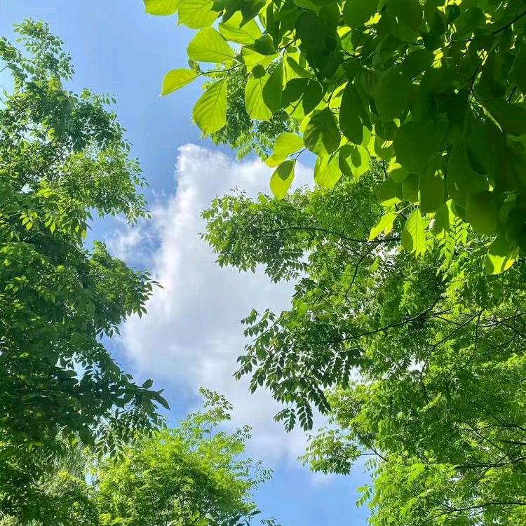 此岸花开
