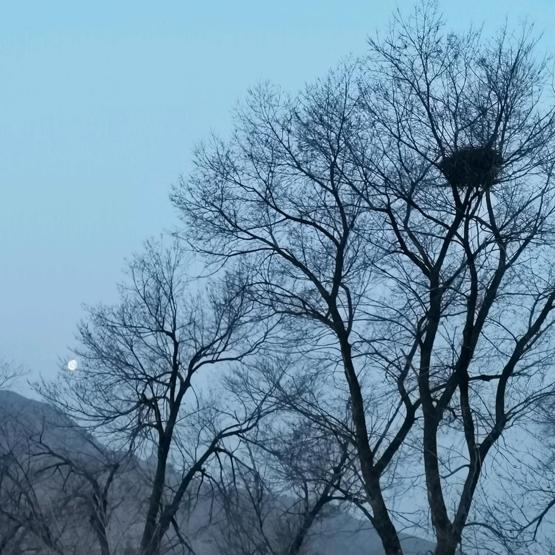 杨家岭的早晨