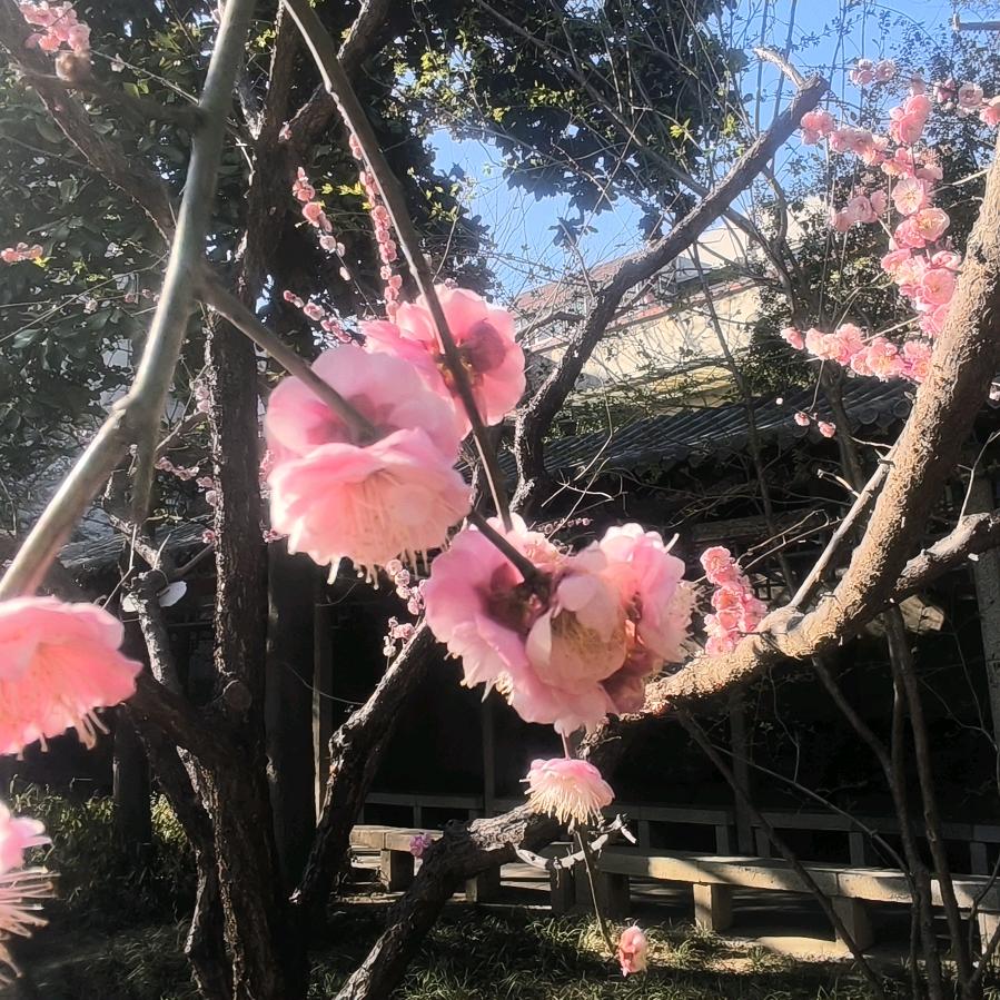 山鬼