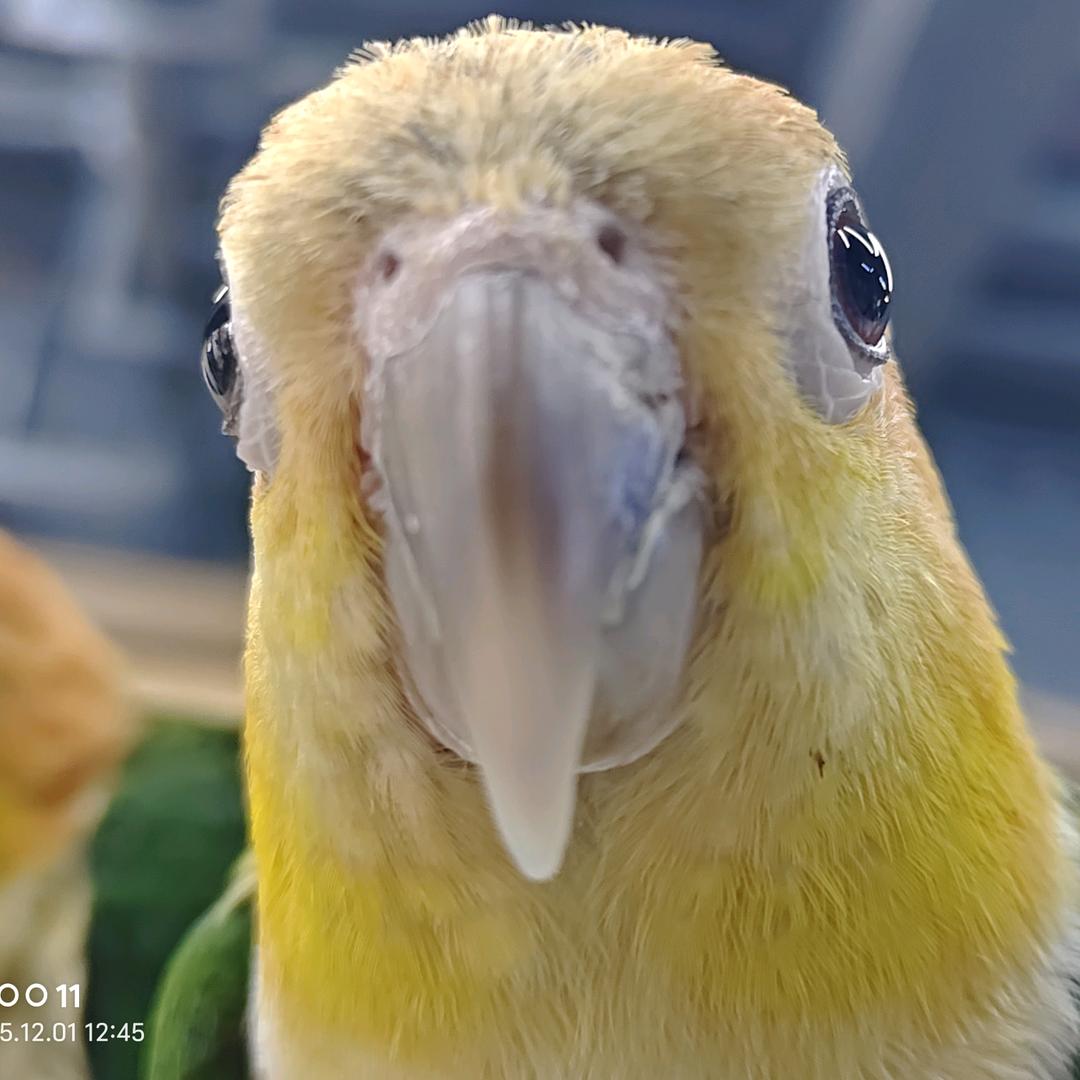 不抽利群（见过XXX版）