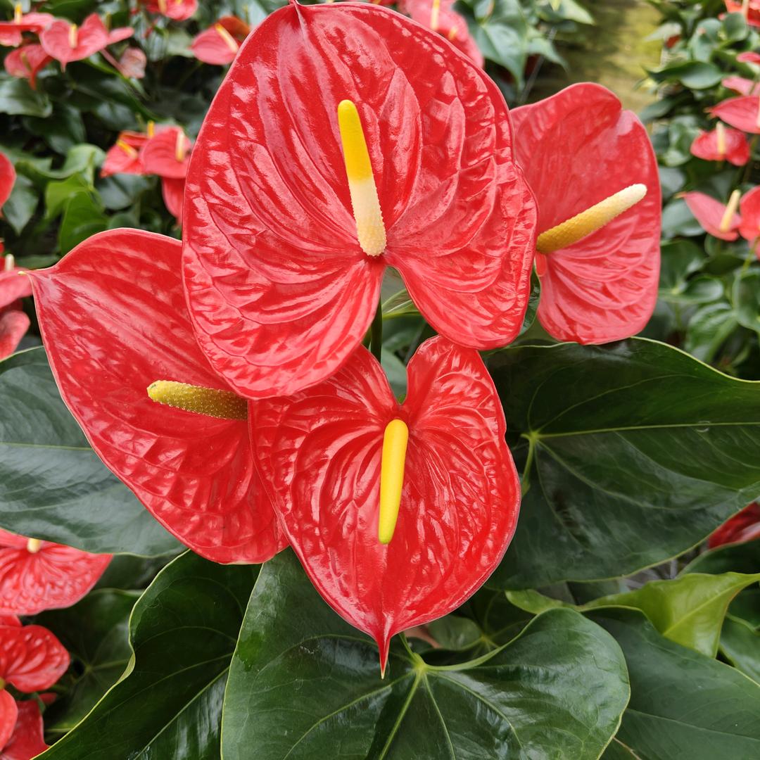 花心花语花卉