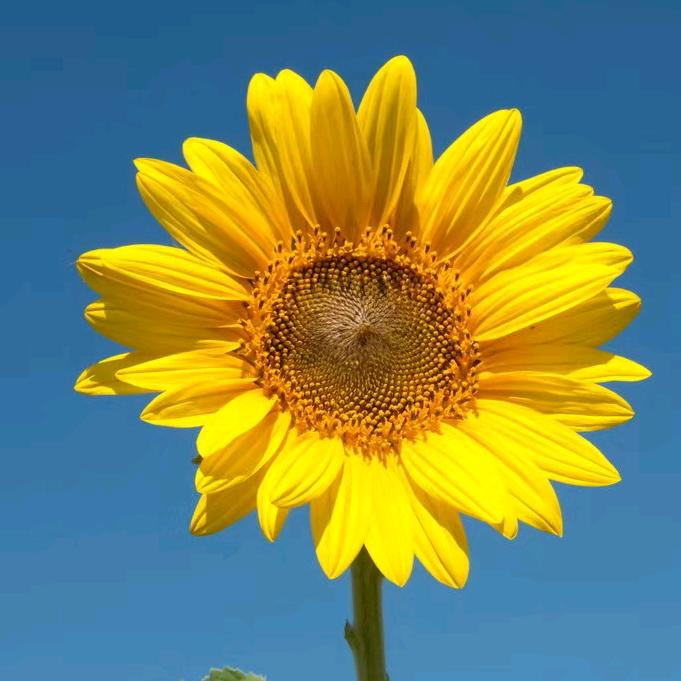 春暖花开🌻
