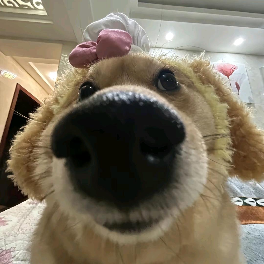 ⁺✞ʚ美味虾条ɞ✟₊