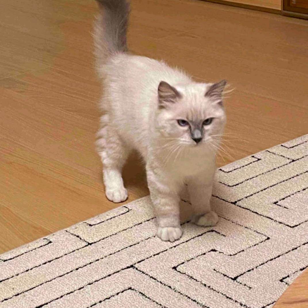嘎嘎嘎