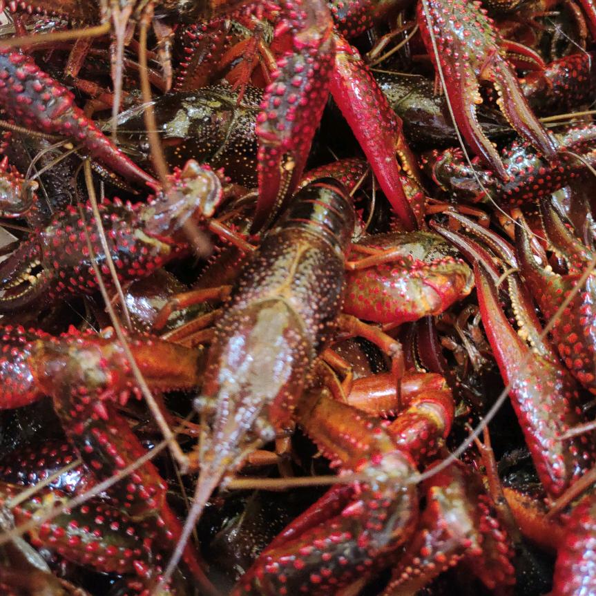 钢金锅精品小龙虾批发