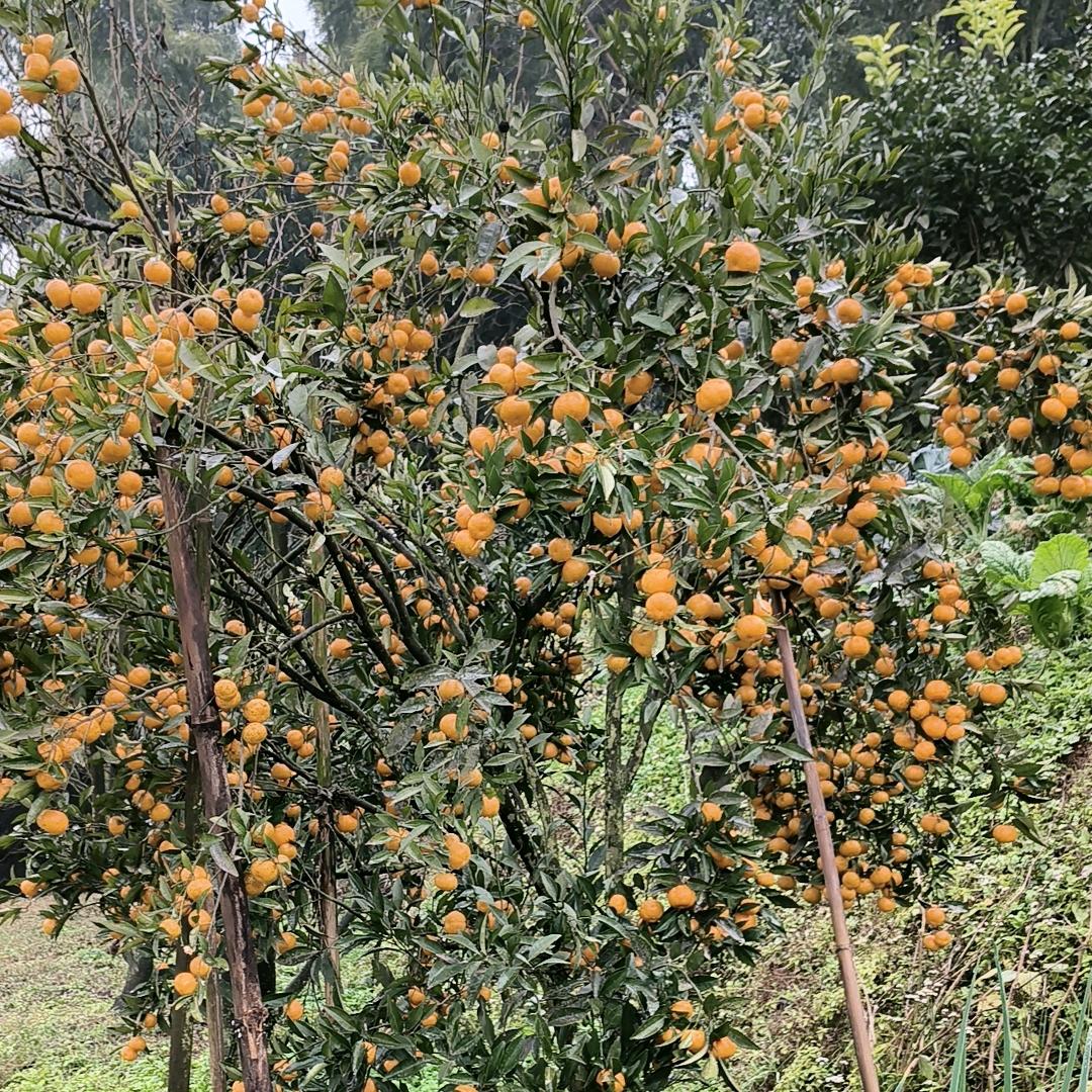 ᭄ℳ๓ 一介俗人°ꦿ⁵