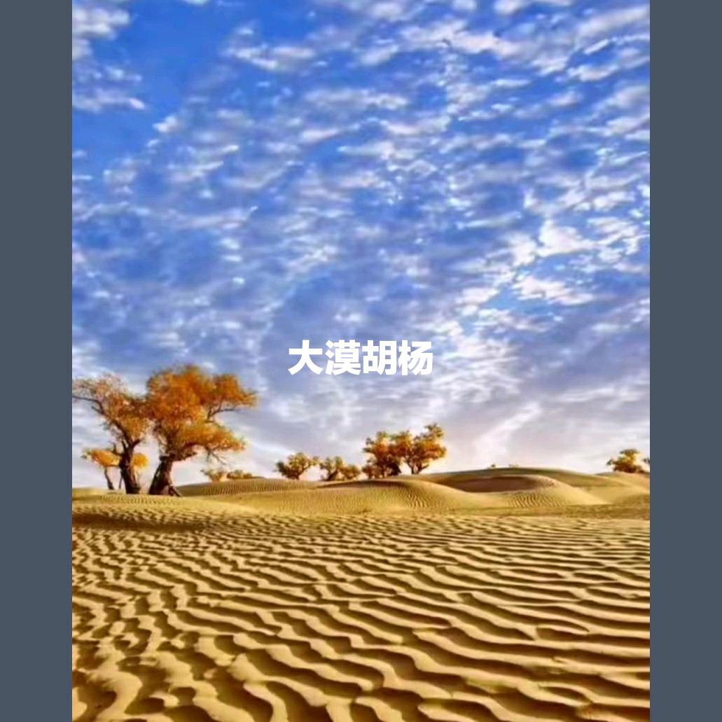 大漠胡杨