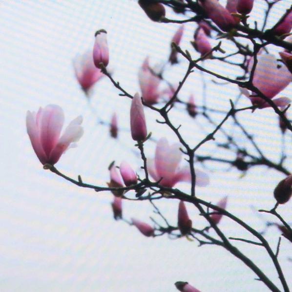 地主婆