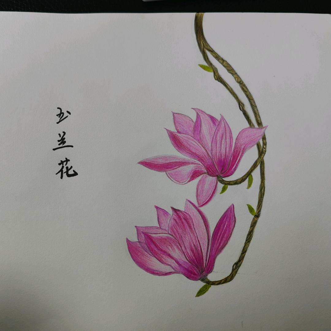 木槿
