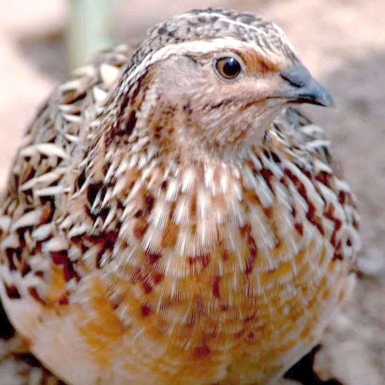 👫独👪龙👫一💏阳🙉🦁八点半