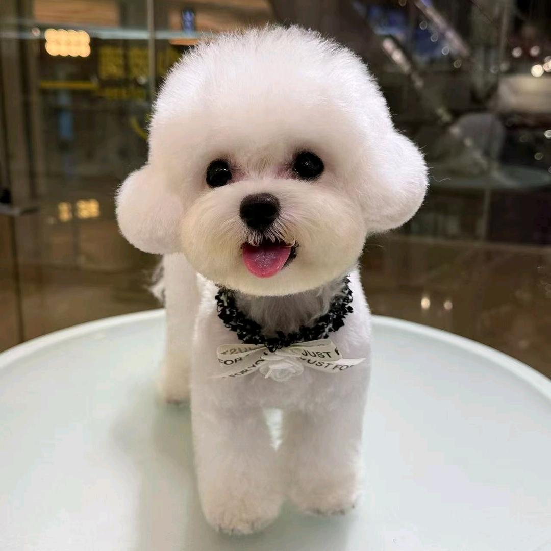 暖暖是只小比熊