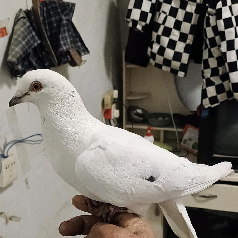 lishiyin，1979.7.22