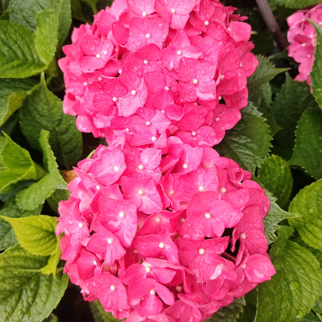 陆良私房馄饨，酸辣粉