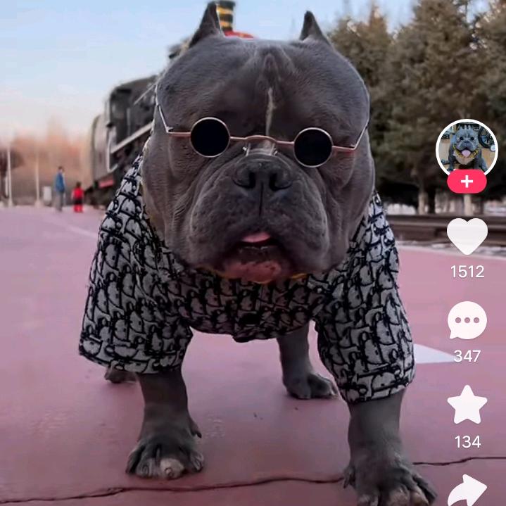 信康犬业